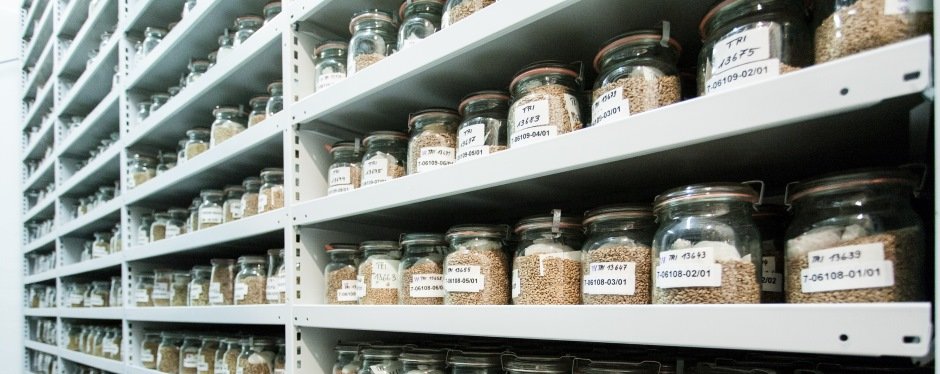 Seed cold storage of the gene bank. Glass containers filled with plant seeds are placed on shelves.